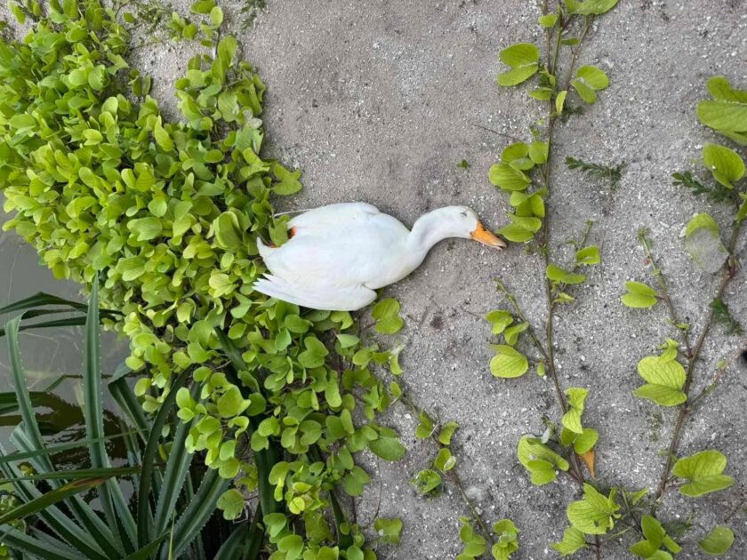 ހުޅުދޫ ޑަކްޕާކް : ވިހައެއް އަޅައި، ގިނަ ޢަދަދެއްގެ ދޫނިތަކާއި މަސްތައް ވަނީ މަރާލެވިފައި