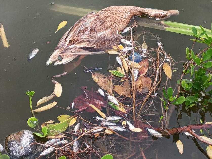 ހުޅުދޫ ޑަކްޕާކް : ވިހައެއް އަޅައި، ގިނަ ޢަދަދެއްގެ ދޫނިތަކާއި މަސްތައް ވަނީ މަރާލެވިފައި