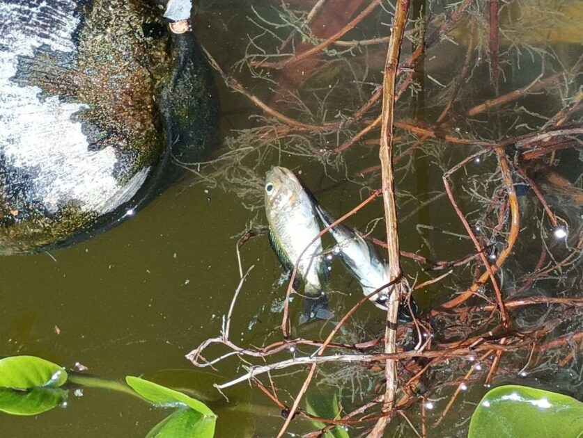 ހުޅުދޫ ޑަކްޕާކް : ވިހައެއް އަޅައި، ގިނަ ޢަދަދެއްގެ ދޫނިތަކާއި މަސްތައް ވަނީ މަރާލެވިފައި