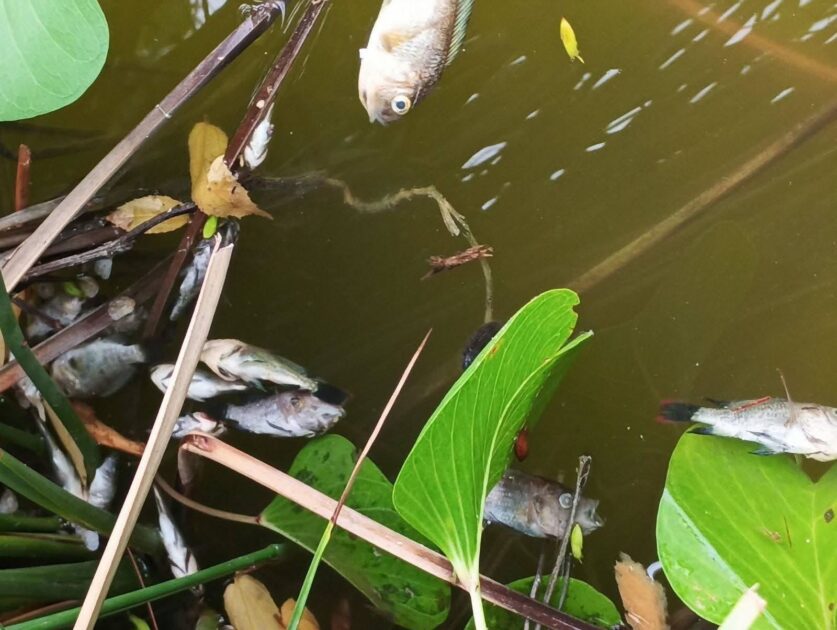 ހުޅުދޫ ޑަކްޕާކް : ވިހައެއް އަޅައި، ގިނަ ޢަދަދެއްގެ ދޫނިތަކާއި މަސްތައް ވަނީ މަރާލެވިފައި