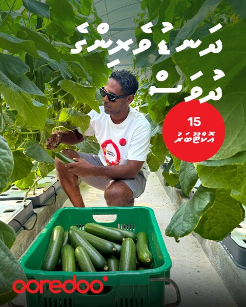 މީދޫ ޒުވާން ދަނޑުވެރިޔާގެ ކިއުކަންބާ ދަނޑު