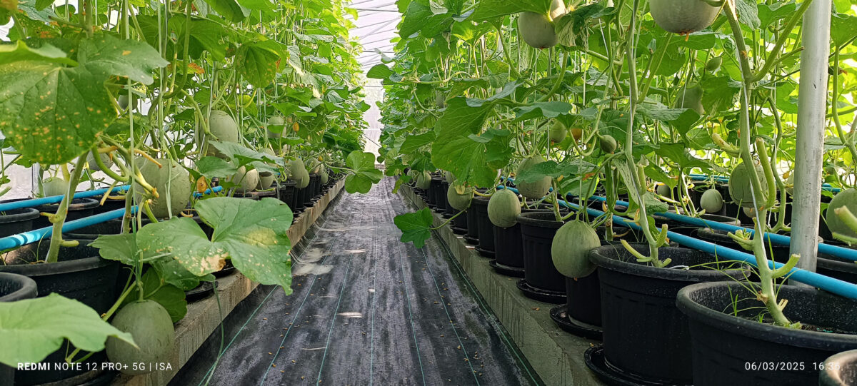 މިހާރު މީދޫގައި އެންމެ ފުޅާދާއިރާއެއްގައި ދަނޑުވެރިކަން ކުރަމުން އަންނަ ދަނޑު ތަކުގެ ތެރެއިން ގައުދަނޑު ފާމް