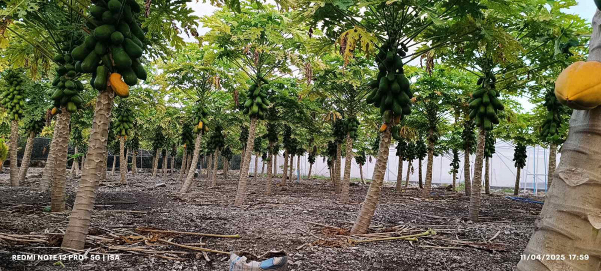 މިހާރު މީދޫގައި އެންމެ ފުޅާދާއިރާއެއްގައި ދަނޑުވެރިކަން ކުރަމުން އަންނަ ދަނޑު ތަކުގެ ތެރެއިން ގައުދަނޑު ފާމް