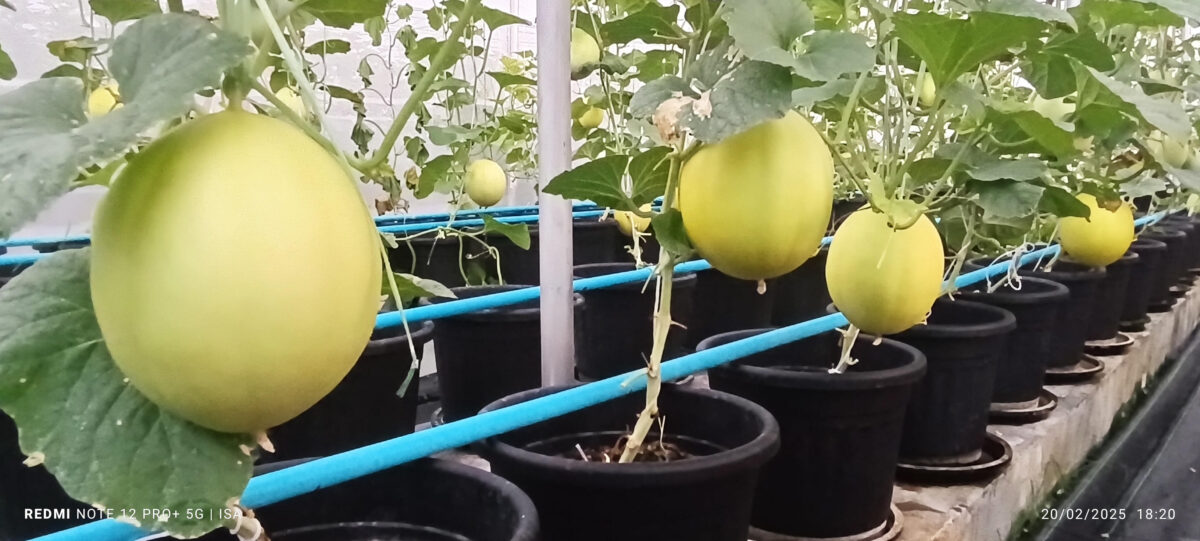 މިހާރު މީދޫގައި އެންމެ ފުޅާދާއިރާއެއްގައި ދަނޑުވެރިކަން ކުރަމުން އަންނަ ދަނޑު ތަކުގެ ތެރެއިން ގައުދަނޑު ފާމް