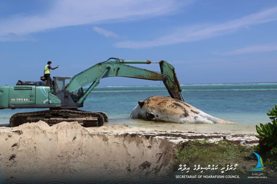 ހޯރަފުށީ ހުޅަނގު ފަރާތު ފަރުމައްޗަށް ލެއްގި ބޮޑުމަސް ނަގަނީ، ފޮޓޯ: ހޯރަފުށީ ކައުންސިލް