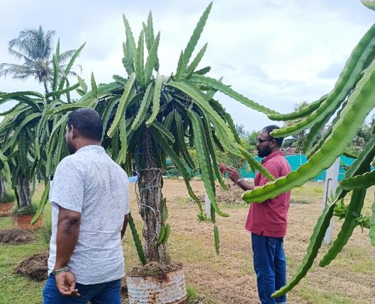 މީދޫ ޒުވާން ދަނޑުވެރިޔާގެ ޑްރެގަން ފުރުޓް ދަނޑު 