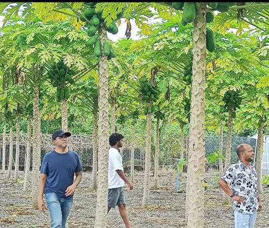 މީދޫގައި ހައްދާ ފަޅޯ ދަނޑެއް