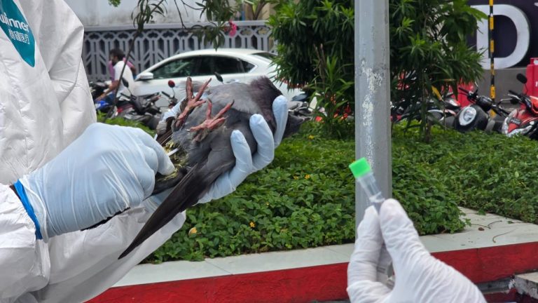 މާލޭގެ އެކި ސަރަހައްދުތަކުން ބަލި އަދި މަރުވެފަައިވާ ކޮތަރުތަކެއް،