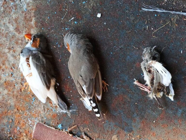 ހުޅުދޫ ޑަކްޕާކް ނެތިކޮށްލަން ބަޔަކު ދިން ނާތަހުޒީބު ހަމަލާ