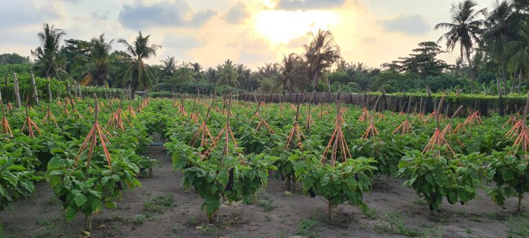 ބ. ގޮއިދޫގައި ކެންސަރު ބަލި އިތުރުވަމުންދާތީ ކަންބޮޑުވުން ފާޅުކޮށް ވަޒީރުންނަށް ސިޓީ ފޮނުވައިފި